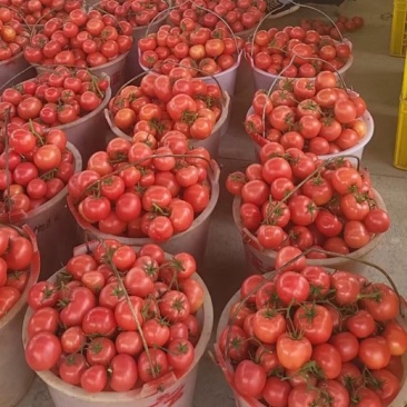【热卖】大红西红柿基地直销量大质优价格优惠一手货源