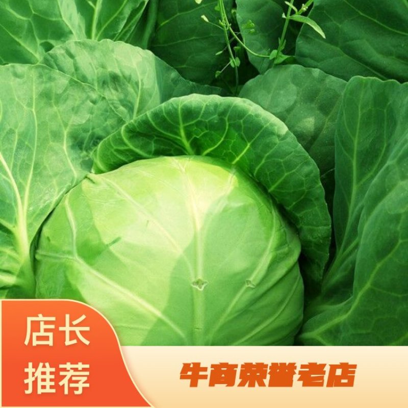 甘蓝基地大量供应优质甘蓝绿甘蓝甘蓝新鲜上市