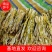【好货】笋干盐笋干陕西笋干常年供应量大从优欢迎下单