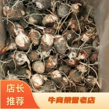 铅山紫溪红芽芋艿基地货源充足供应市场商超电商
