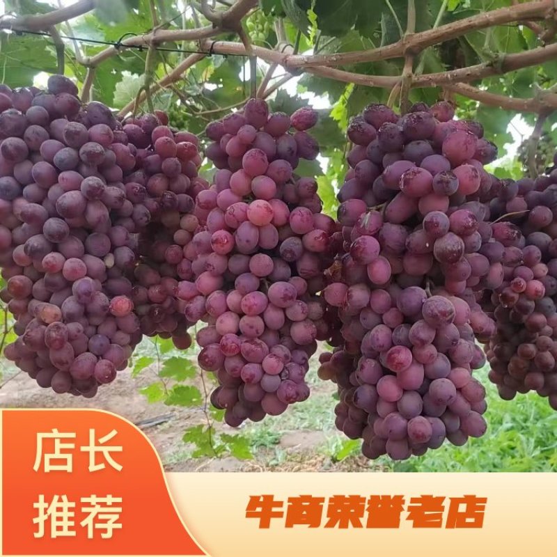 新疆葡萄蓝宝石葡萄/‘拉依苏长寿村’特色水果产地
