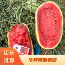 《实力供应》新疆哈密金城五号西瓜🍉货源充足量大价优