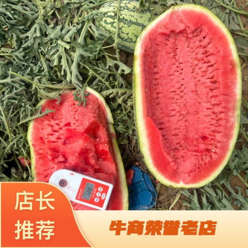 《实力供应》新疆哈密金城五号西瓜🍉货源充足量大价优