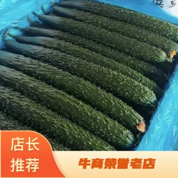 密刺黄瓜莘县油亮黄瓜产地直发现摘现发