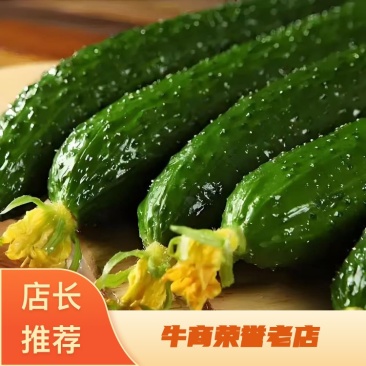 密刺黄瓜莘县油亮黄瓜大量供应品质保证欢迎来电咨询