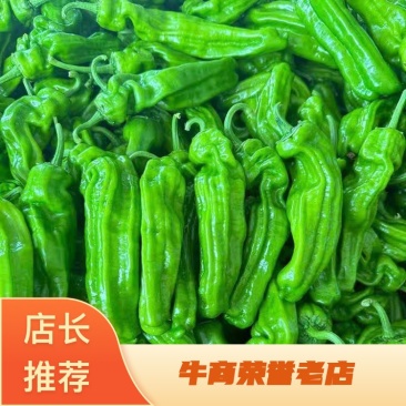 高山芜湖椒无公害。无污染。，欢迎新老客户视频选购
