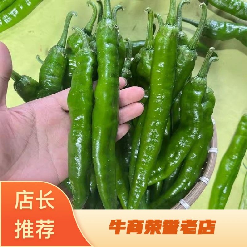 湘研55号辣椒农家自种产地直发中辣薄皮现摘现发新鲜
