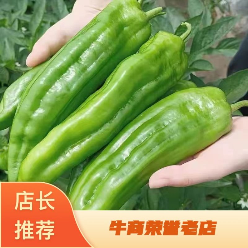 芜湖椒青椒薄皮椒鲜辣椒辣椒大量供应全国发货