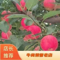 辽宁高山精品苹果/嘎啦苹果/产地直发/量大价优/欢迎咨询
