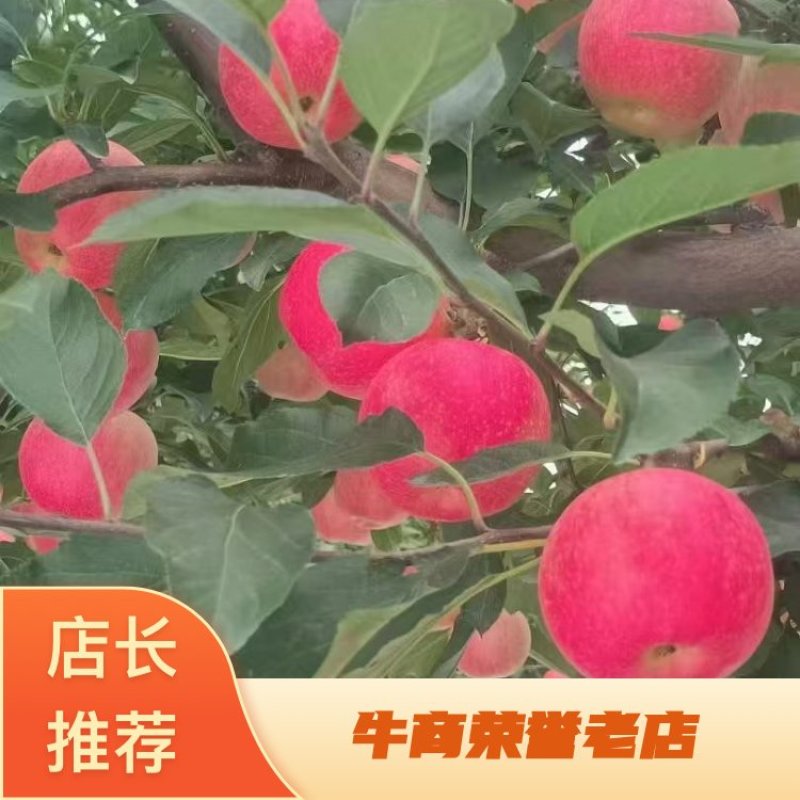 辽宁高山精品苹果/嘎啦苹果/产地直发/量大价优/欢迎咨询