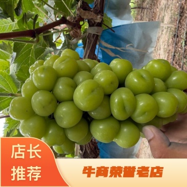 【热卖】渭南精品阳光玫瑰，大量供应，质量好，糖度高