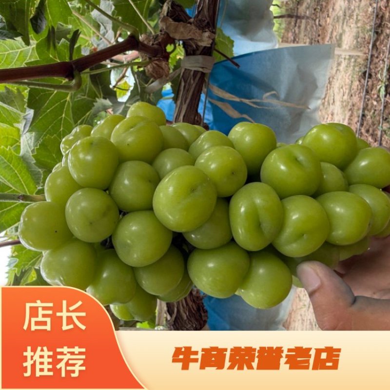 【热卖】渭南精品阳光玫瑰，大量供应，质量好，糖度高