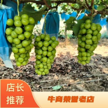 【热卖】精品阳光玫瑰，大量供应，质量好，糖度高，产地直供