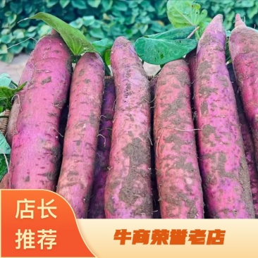 【热卖】红薯大荔板栗红薯大量上市对接电商批发商
