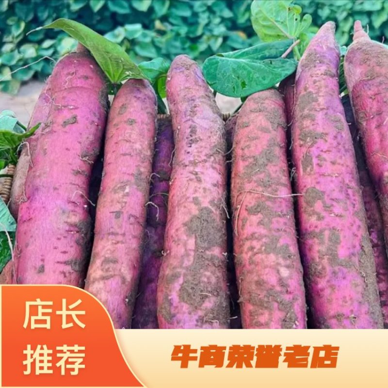 【热卖】红薯大荔板栗红薯大量上市对接电商批发商