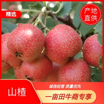 【代发全国】山东泰安七月红山楂现摘现发产地直供欢迎来电