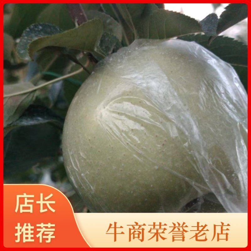山东黄金帅苹果新鲜采摘规格齐全欢迎来电咨询