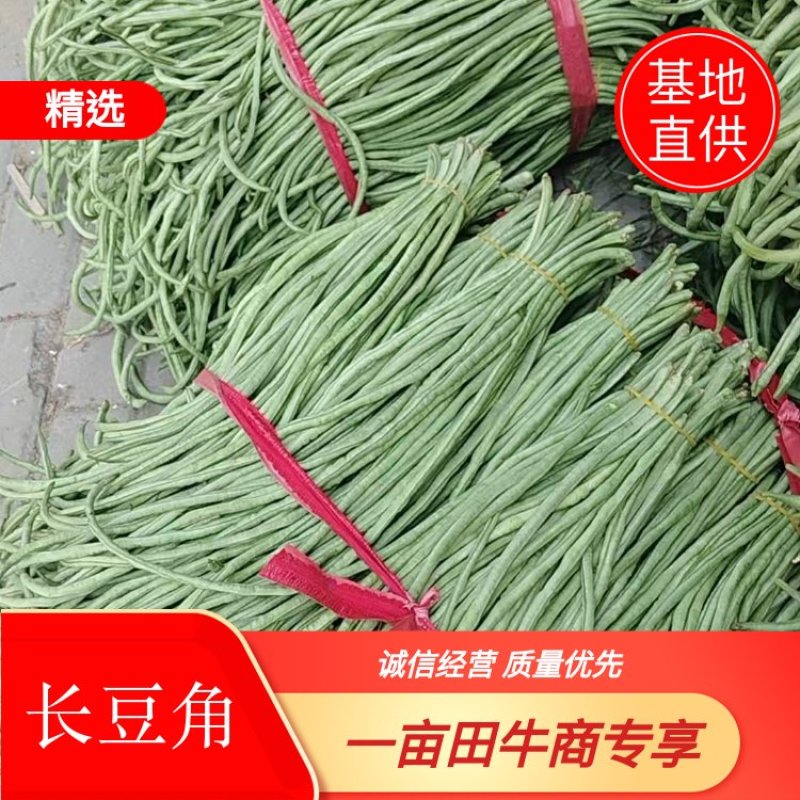 当季新鲜青条豆角现货现采现发稳定供货欢迎来电咨询