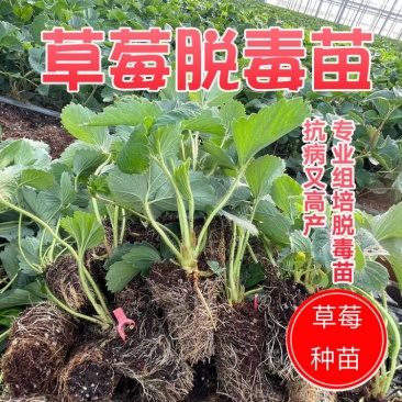草莓苗徽黄草莓苗穴盘苗大量有货穴盘苗优量大