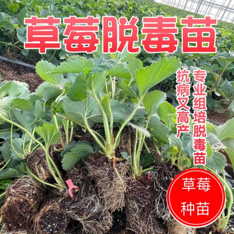 草莓苗徽黄草莓苗穴盘苗大量有货穴盘苗优量大