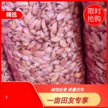 蒜芯夹瓣可做蒜米可做蒜种货源充足