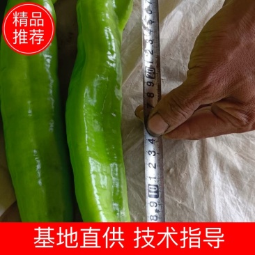 精品尖椒大量上市中，交通便利，货源充足，原产地发货，