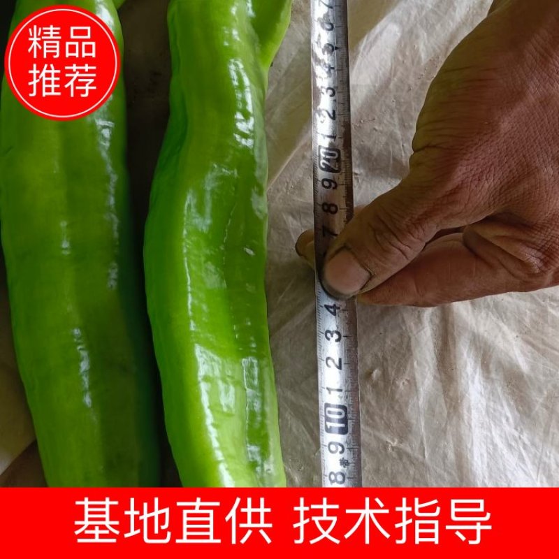 精品尖椒大量上市中，交通便利，货源充足，原产地发货，