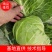 河北邯郸精品圆包菜大量上市产地直发量大从优欢迎来电