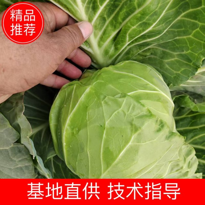 河北邯郸精品圆包菜大量上市产地直发量大从优欢迎来电