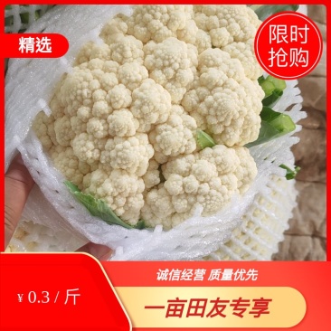 河北邯郸松花菜白面青梗松花菜大量供应价格美丽欢迎来电