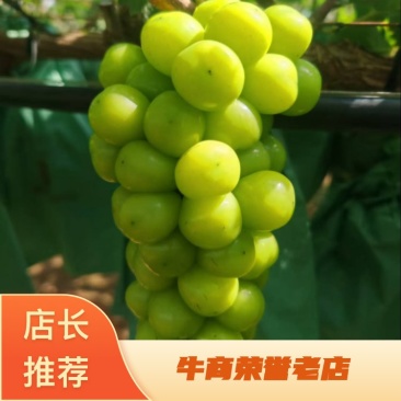 【推荐】河北阳光玫瑰一手货源货源充足对接全国欢迎联系
