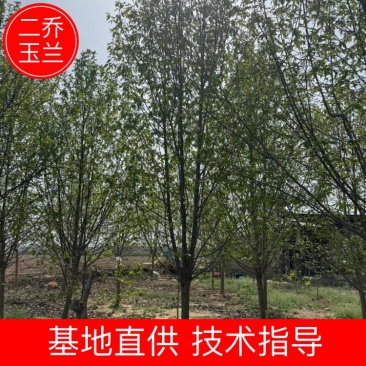 【玉兰树】二乔玉兰苗场直发规格齐全提供技术支持
