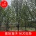 【玉兰树】二乔玉兰苗场直发规格齐全提供技术支持