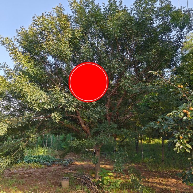皂角树，坐标河南洛阳，非常漂亮！