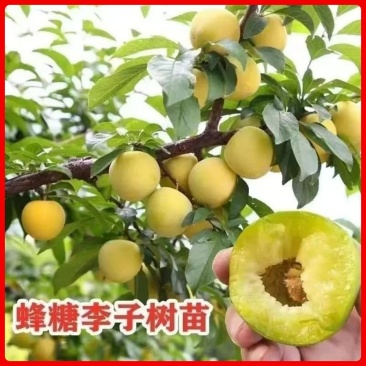 李子苗基地直供，品种规格齐全，技术指导，欢迎致电