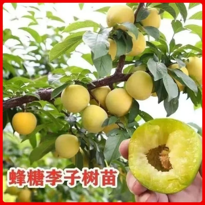 李子苗基地直供，品种规格齐全，技术指导，欢迎致电