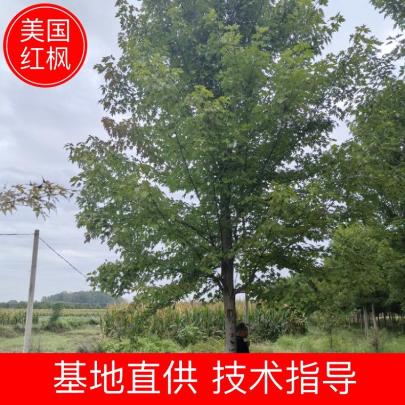 美国红枫精品枫树苗圃直发量大从优欢迎来电咨询