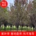 紫叶李红叶李苗圃直发供应全国市场提供技术支持