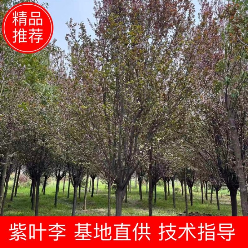 紫叶李红叶李苗圃直发供应全国市场提供技术支持
