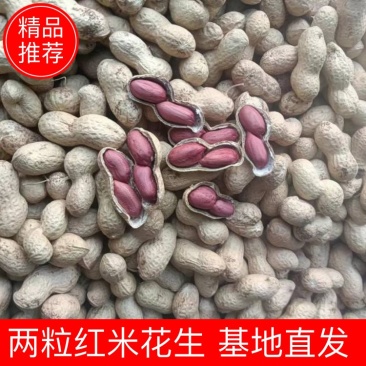 【花生】两粒红米花生精选果大量供应基地直发欢迎咨询