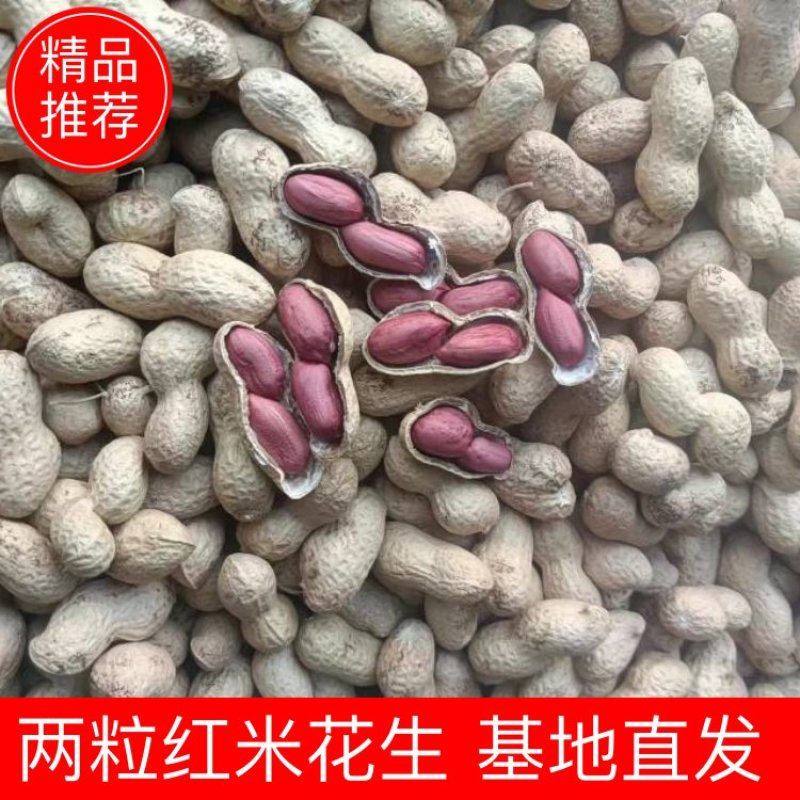【花生】两粒红米花生精选果大量供应基地直发欢迎咨询