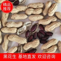 【放心购买】花生黑花生精选果对接全国质量保证量大从优
