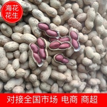 【花生】海花花生两粒红精选花生果质量保证欢迎咨询