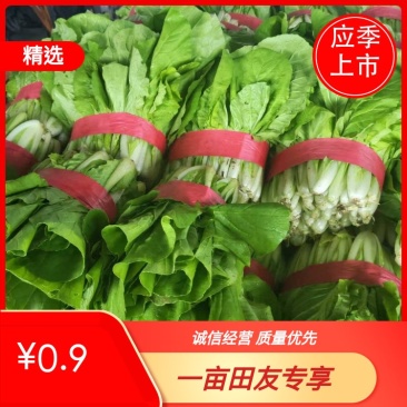 滑县快菜，快菜上新，一手货源，产地直发，量大从优
