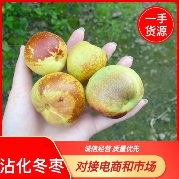精品冬枣大量上市中欢迎各位老板前来选购价格优美！