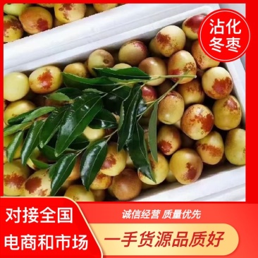 精品沾化冬枣脆甜可口，诚招代理电商专业团队对接