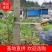 厚朴树湖北直发，皮质细腻香气浓郁！常年供应，货品充足