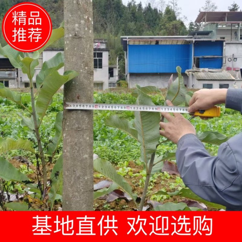 厚朴树湖北直发，皮质细腻香气浓郁！常年供应，货品充足