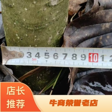 【精】丛生厚朴树，湖北恩施直发，常年供应欢迎选购