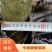 【精】丛生厚朴树，湖北恩施直发，常年供应欢迎选购